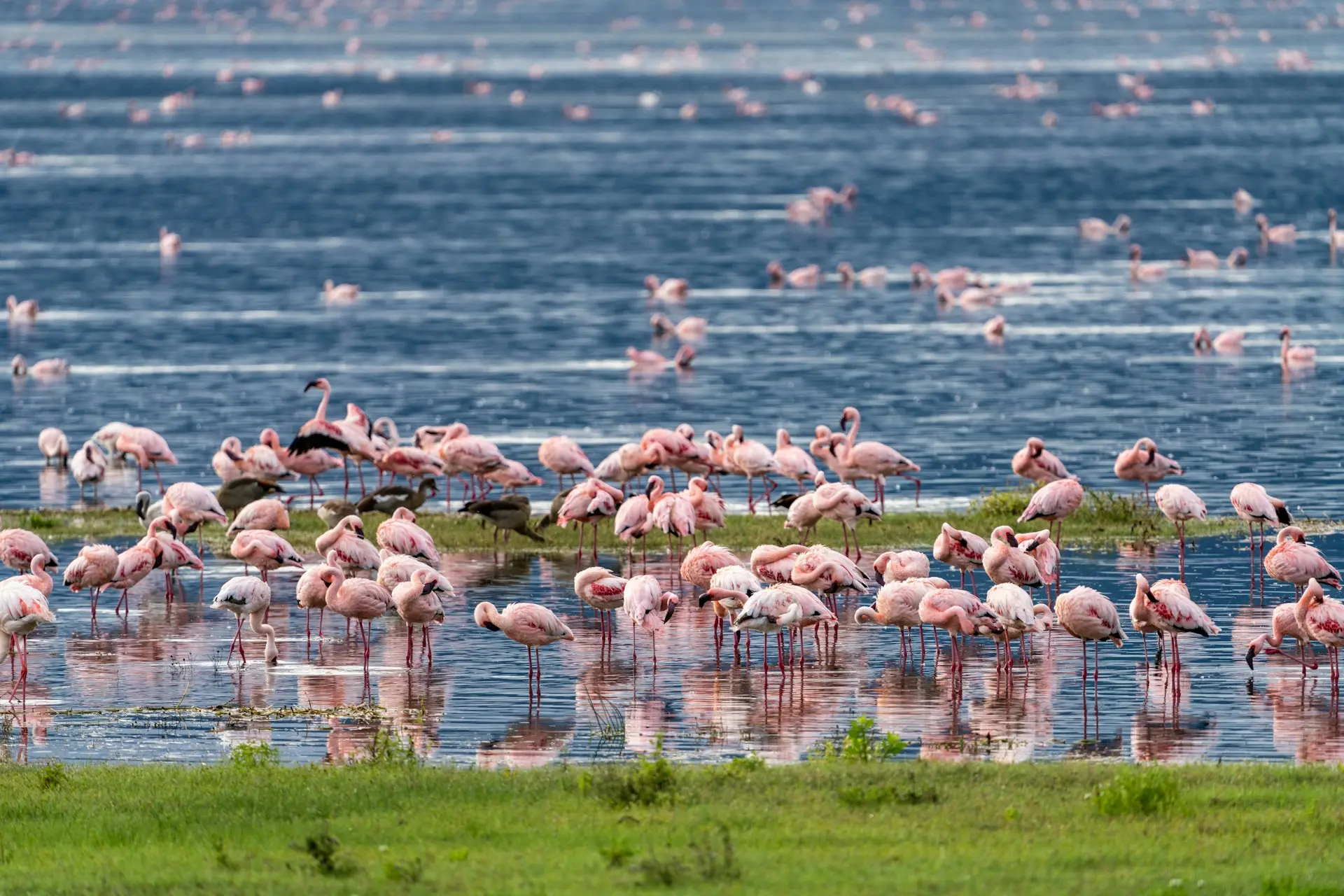 Flamingoes on Lake Manyara