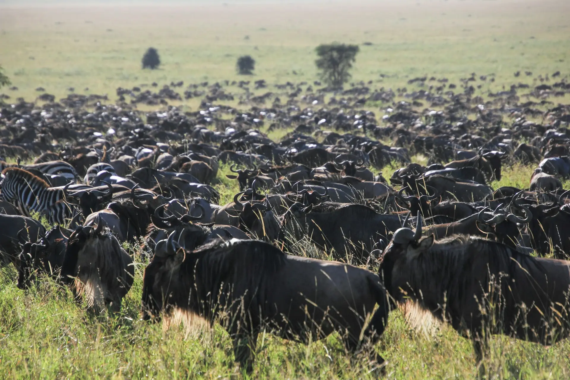 The Great Migration crossing the Serengeti