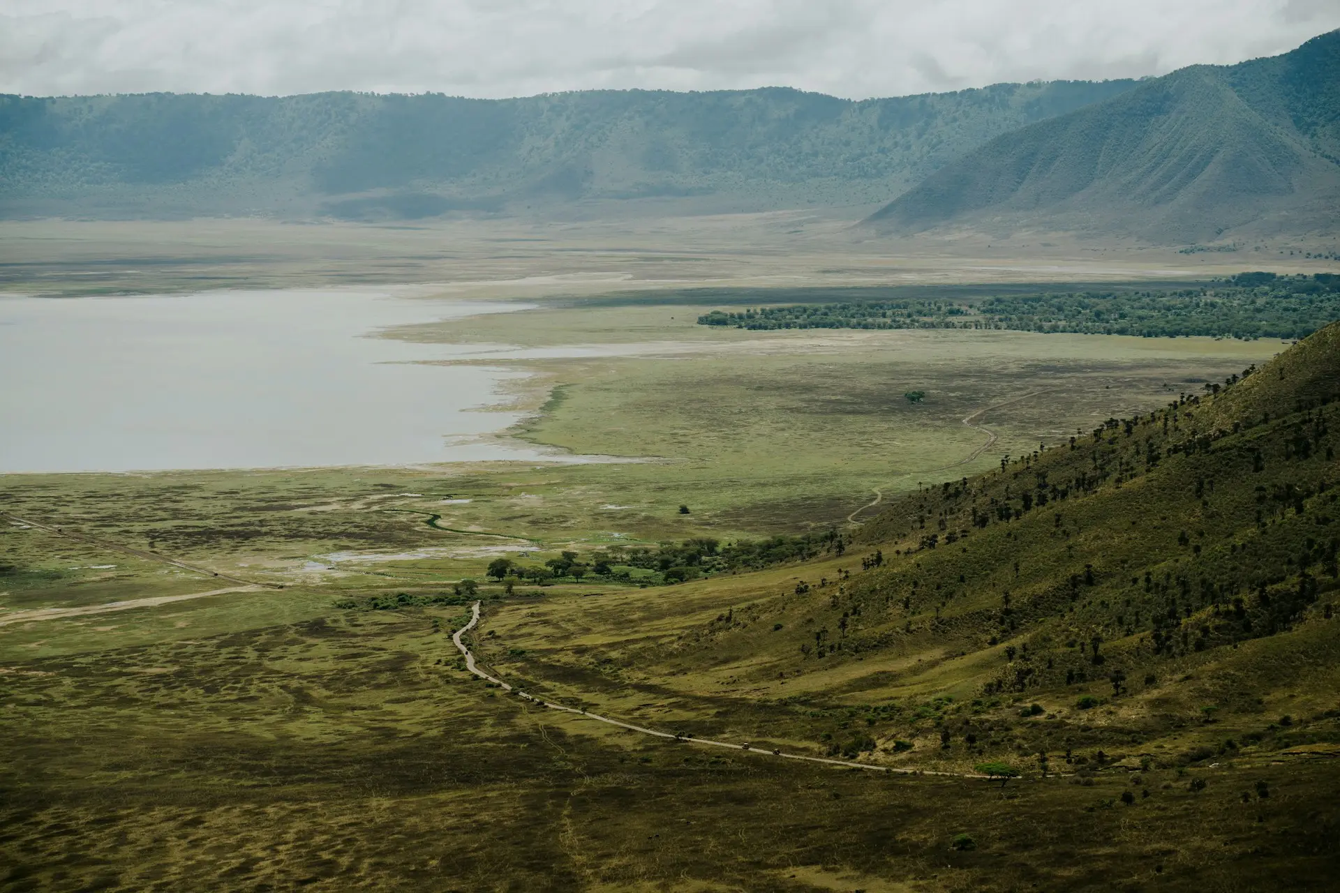 Zebras on the floor of the Ngorongoro Crater