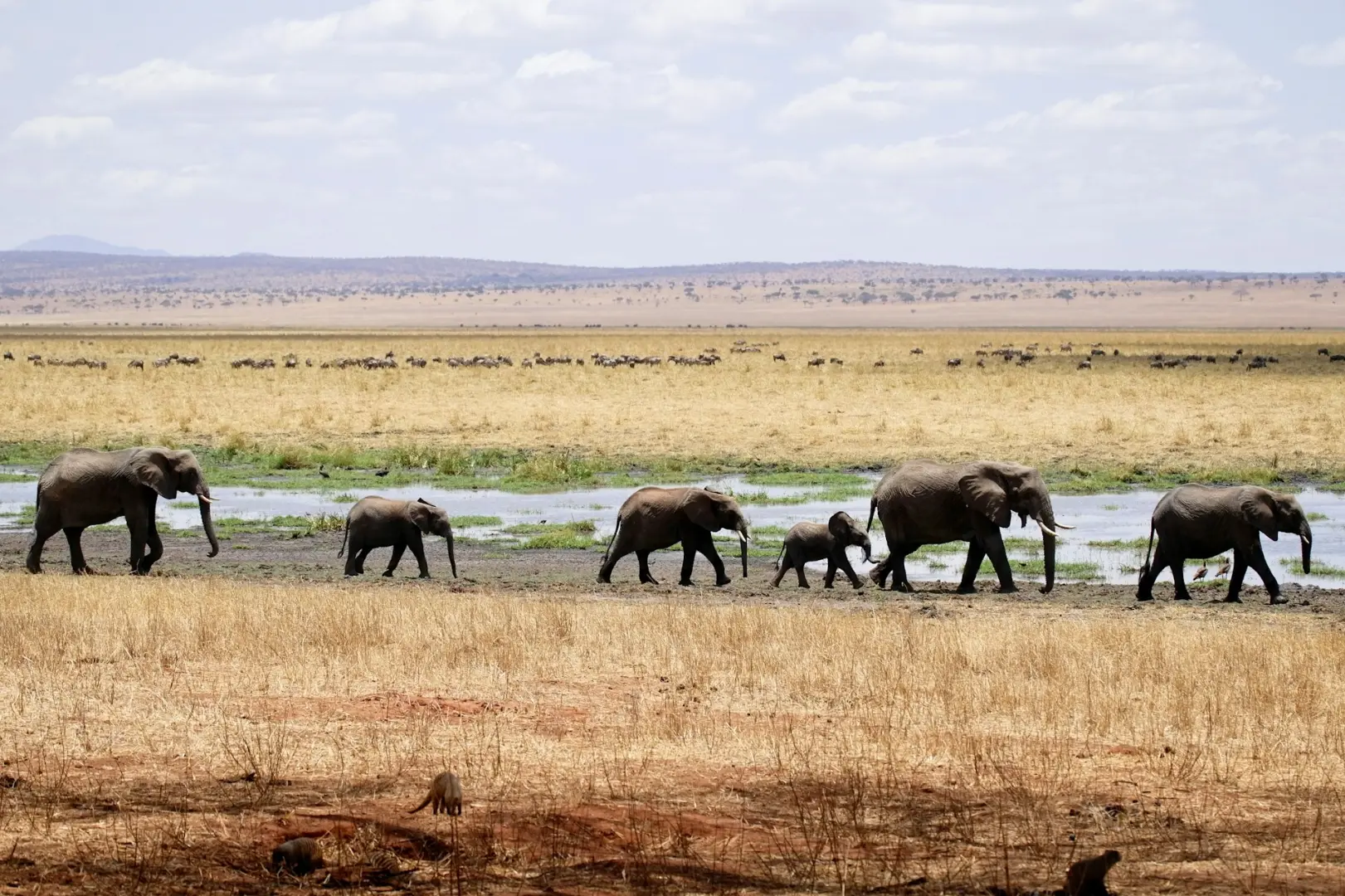Elephants at the Tarangire River during dry season